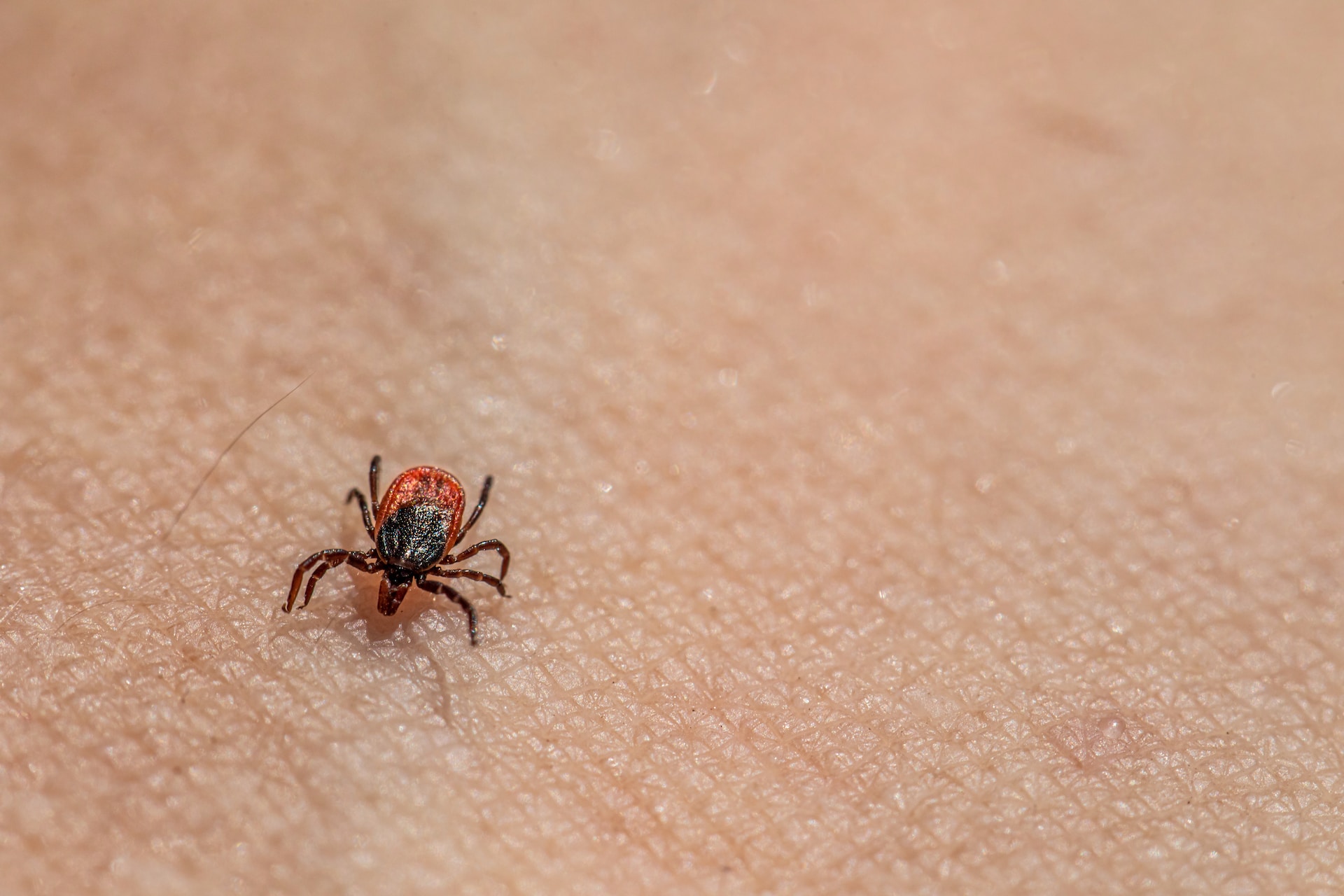 Tick Repellent For Family, Pets, And More